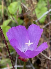 Clarkia lewisii