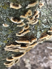 Trametes versicolor