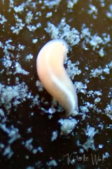 Vorticeros praedatorium