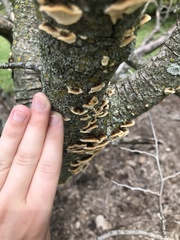 Trametes versicolor