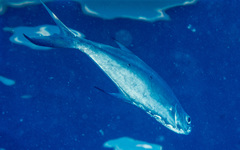 Trachinotus coppingeri