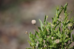 Helenium aromaticum