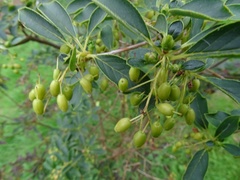 Enkianthus