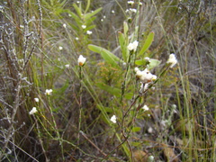 Lachnaea greytonensis
