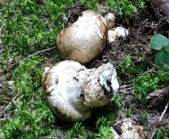 Catathelasma imperiale