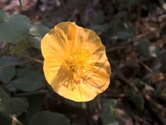 Abutilon palmeri