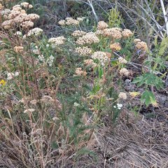 Achillea setacea