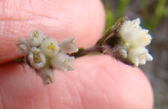 Lachnaea greytonensis