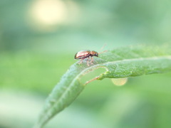 Crepidodera fulvicornis