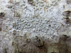 Pertusaria alpina