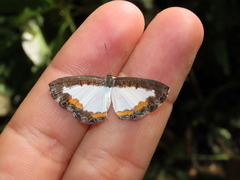 Nymphidium trinidadi
