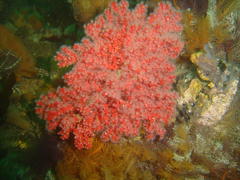 Melithaea rubra