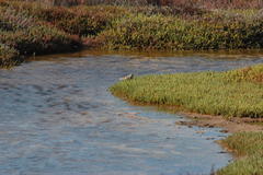 Salicornia tegetaria