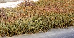 Salicornia tegetaria