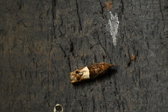 Epinotia trigonella