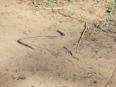 Ophiodes vertebralis