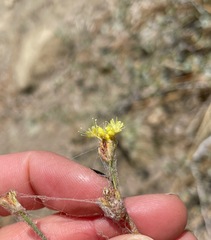 Eriogonum nudum westonii