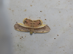 Opisthoxia