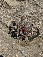 Eriogonum nudum westonii