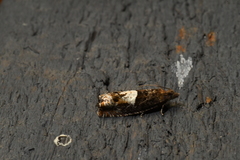 Epinotia trigonella