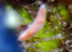 Vorticeros praedatorium