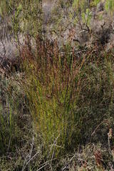 Restio sieberi