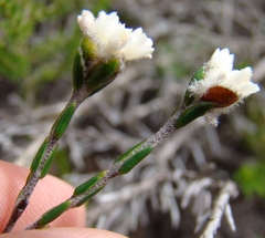 Lachnaea greytonensis