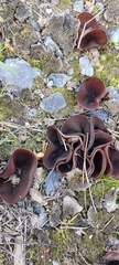 Daleomyces petersii