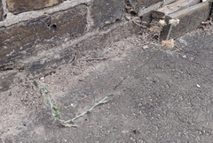 Helichrysum luteoalbum