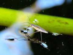 Limnogonus