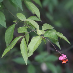Euonymus verrucosus