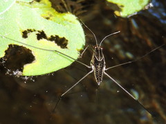 Limnogonus