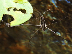 Limnogonus