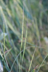 Aegilops cylindrica