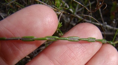 Lachnaea greytonensis