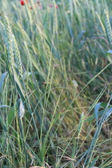 Aegilops cylindrica