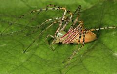 Peucetia striata