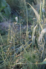 Aegilops cylindrica