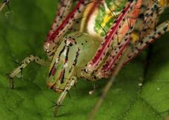 Peucetia striata