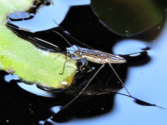 Limnogonus