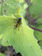 Chauliognathus obscurus