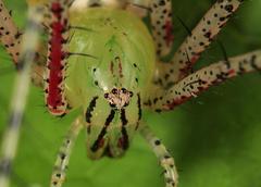 Peucetia striata