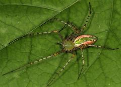 Peucetia striata
