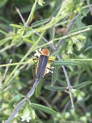 Chauliognathus obscurus