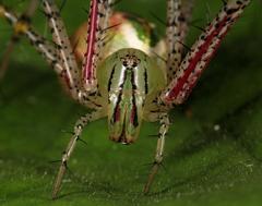 Peucetia striata