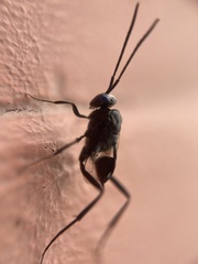 Evania appendigaster