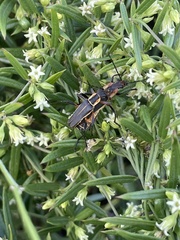 Chauliognathus obscurus