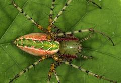 Peucetia striata