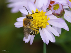 Colletes halophilus