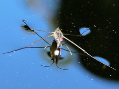 Limnogonus